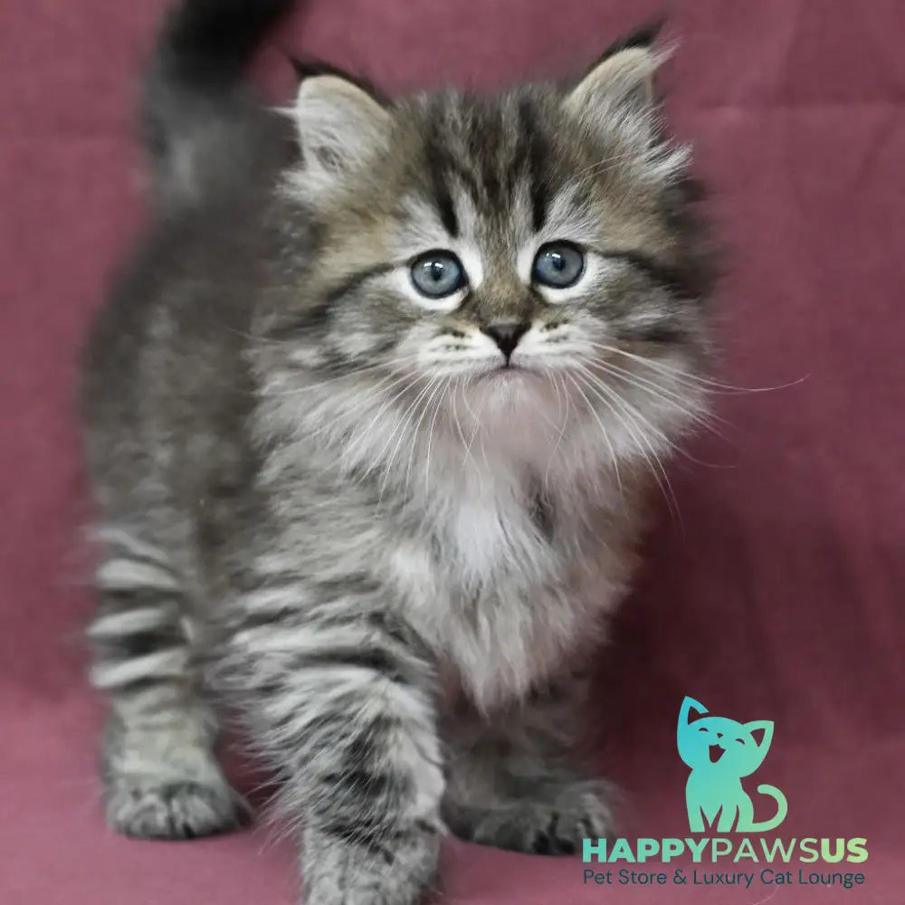 Margo Siberian female black spotted tabby - live animals