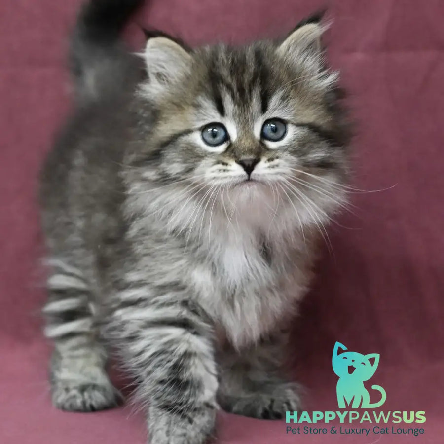 Margo Siberian female black spotted tabby - live animals
