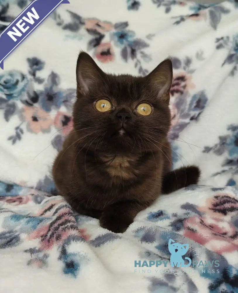 Margoritka British Shorthair female chocolate live animals