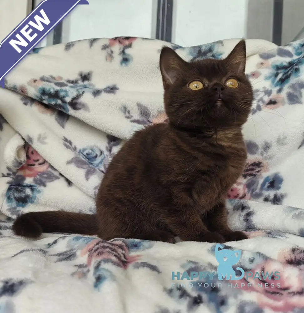 Margoritka British Shorthair female chocolate live animals