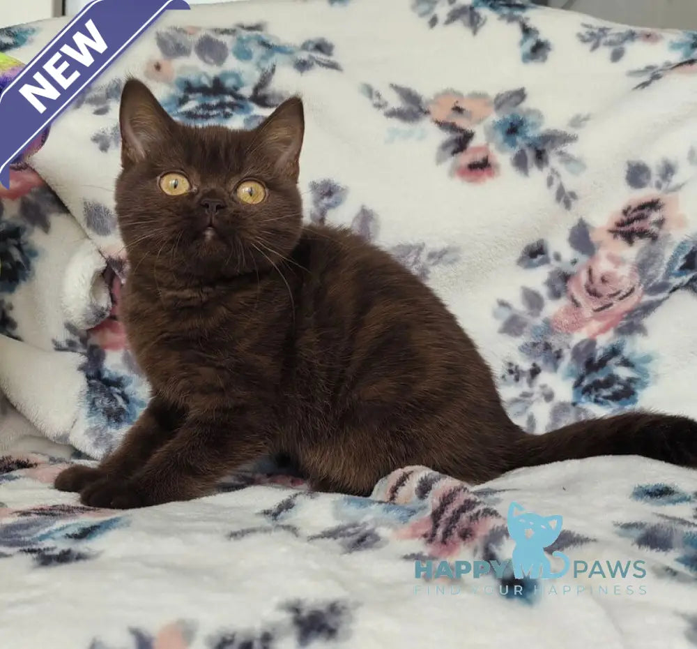 Margoritka British Shorthair female chocolate live animals