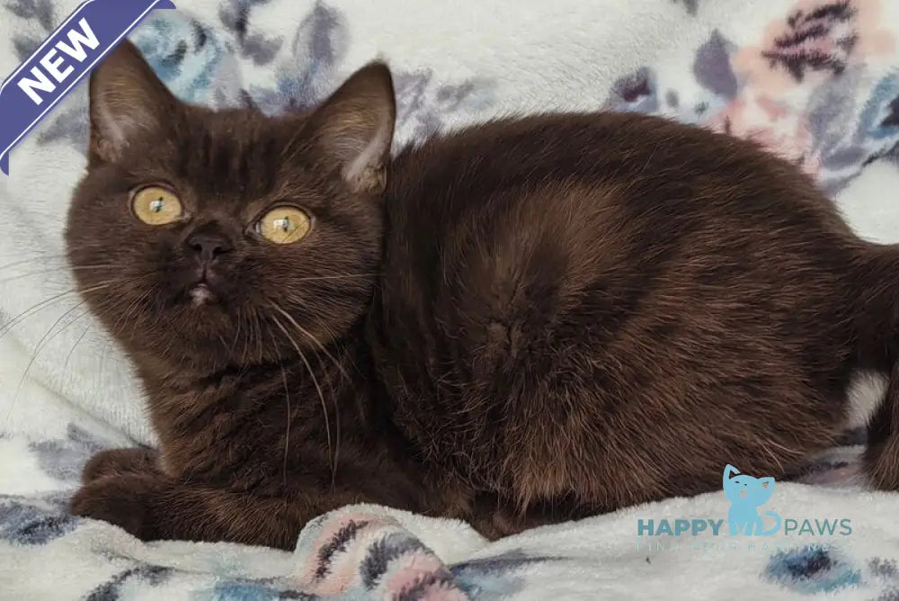 Margoritka British Shorthair female chocolate live animals