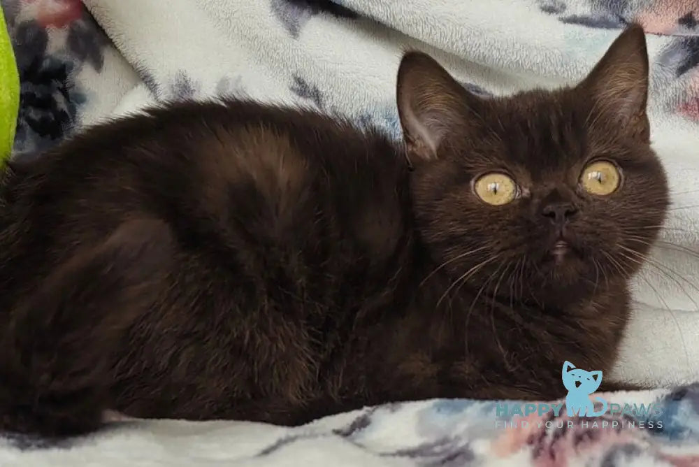 Margoritka British Shorthair female chocolate live animals
