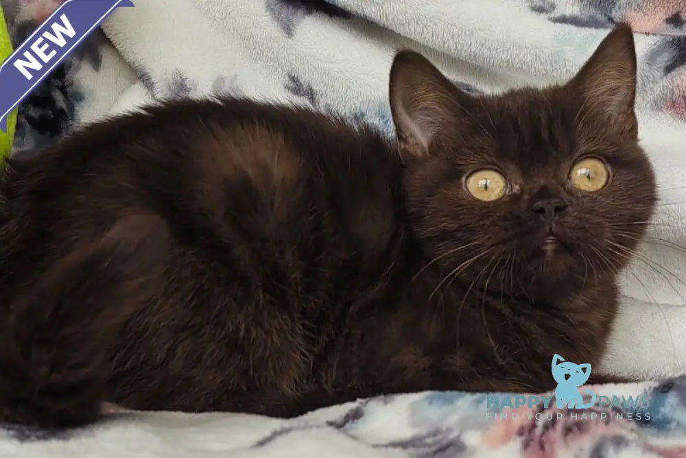 Margoritka British Shorthair female chocolate live animals