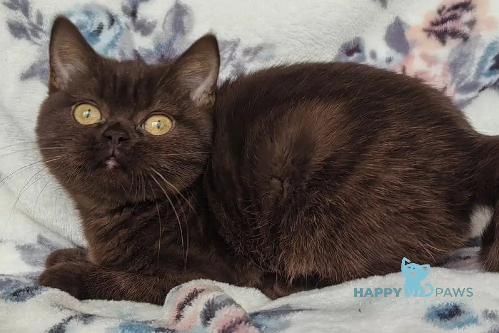 Margoritka British Shorthair female chocolate live animals