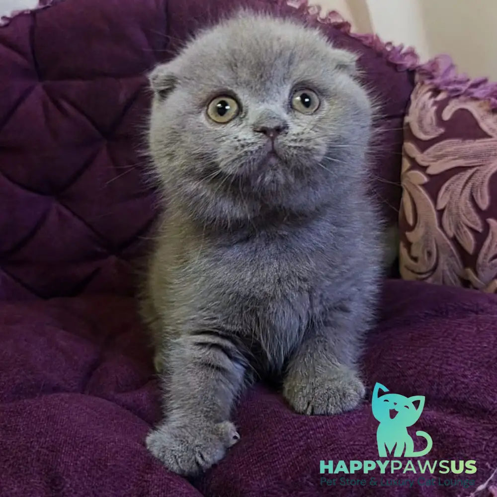 Margosha Scottish Fold female lilac - live animals