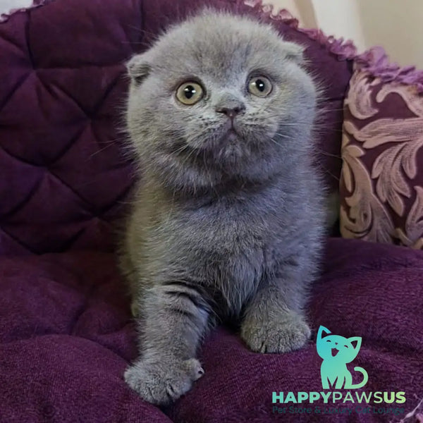 Margosha Scottish Fold female lilac - live animals