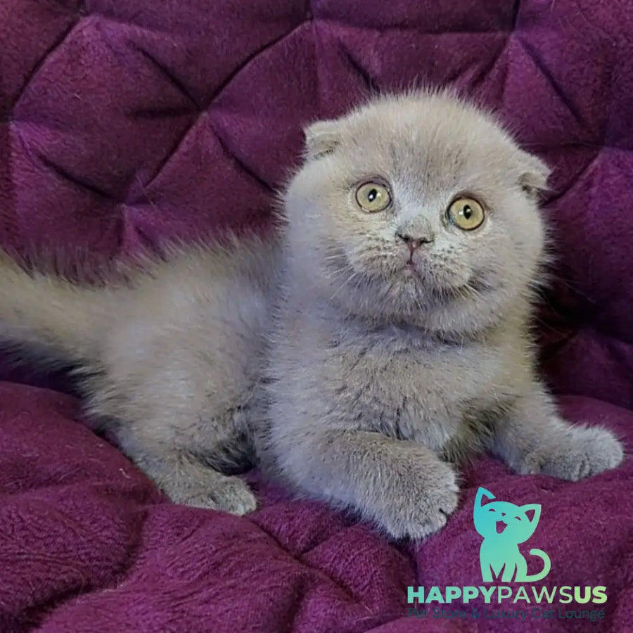Margosha Scottish Fold female lilac - live animals