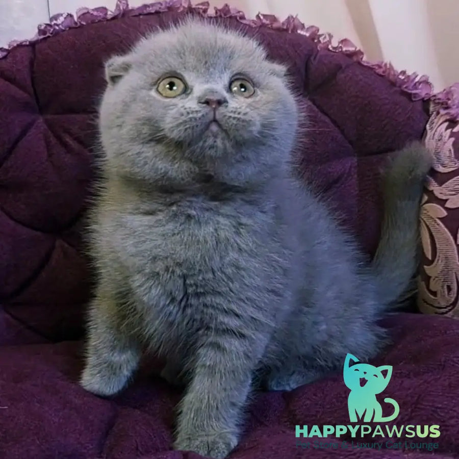 Margosha Scottish Fold female lilac - live animals