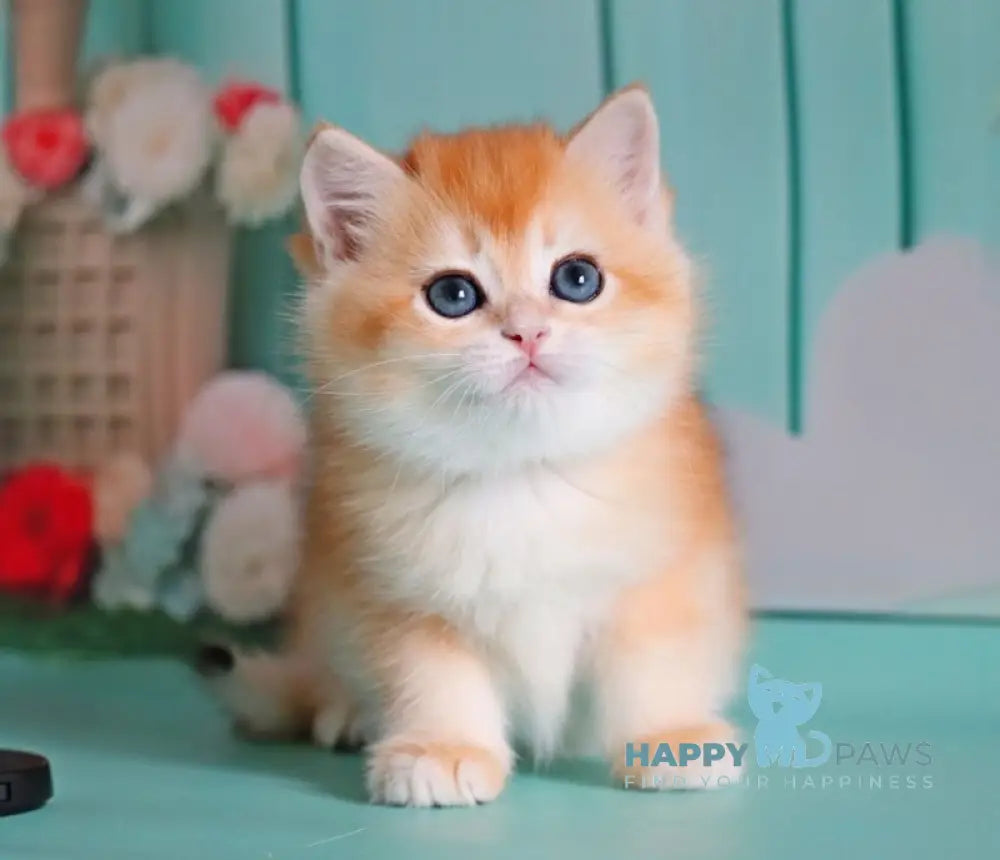 Maria British Shorthair female black golden shaded live animals