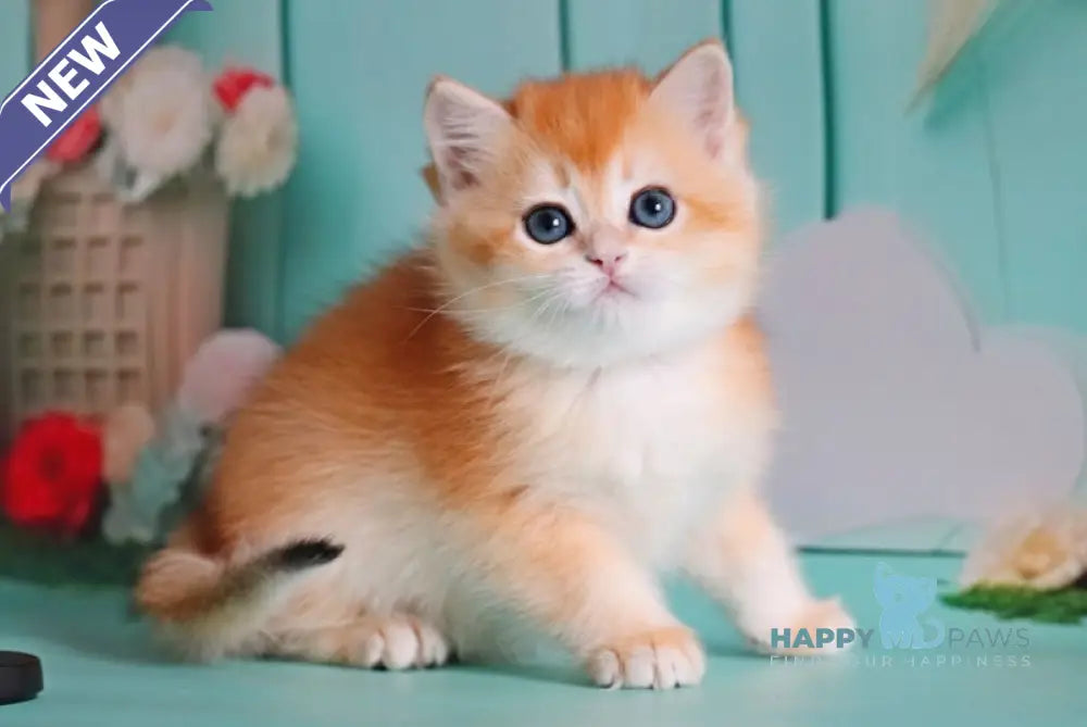 Maria British Shorthair female black golden shaded live animals