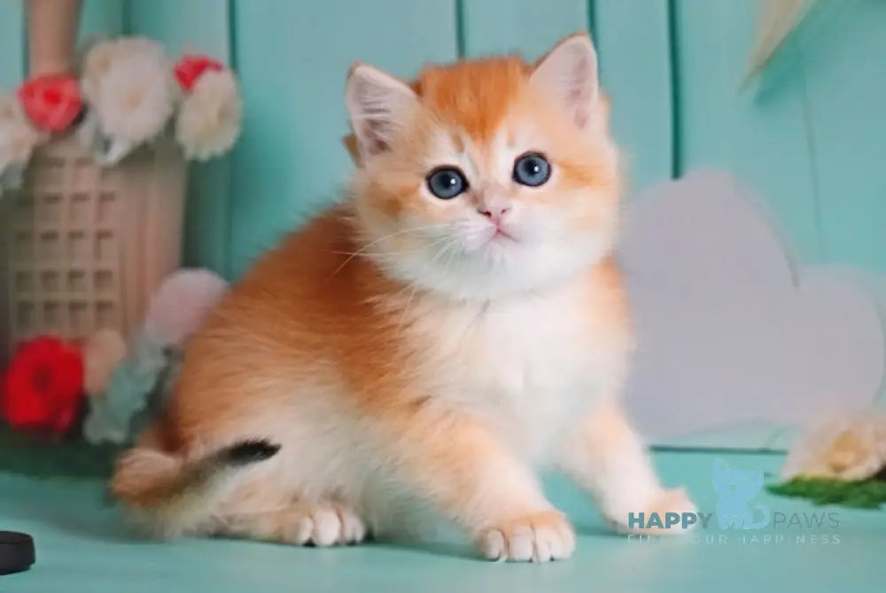 Maria British Shorthair female black golden shaded live animals
