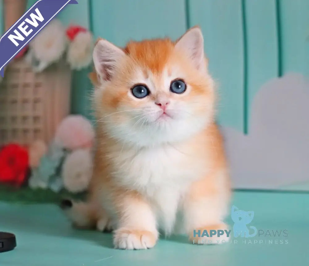 Maria British Shorthair female black golden shaded live animals