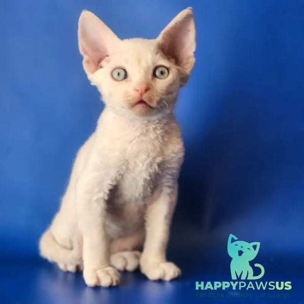 Maria Devon Rex female chocolate tabby pointed - live animals