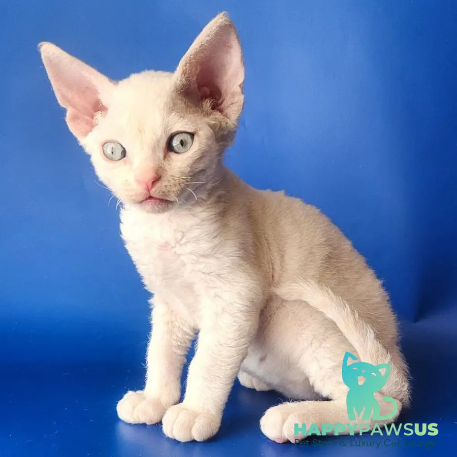 Maria Devon Rex female chocolate tabby pointed - live animals
