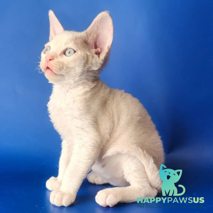 Maria Devon Rex female chocolate tabby pointed - live animals