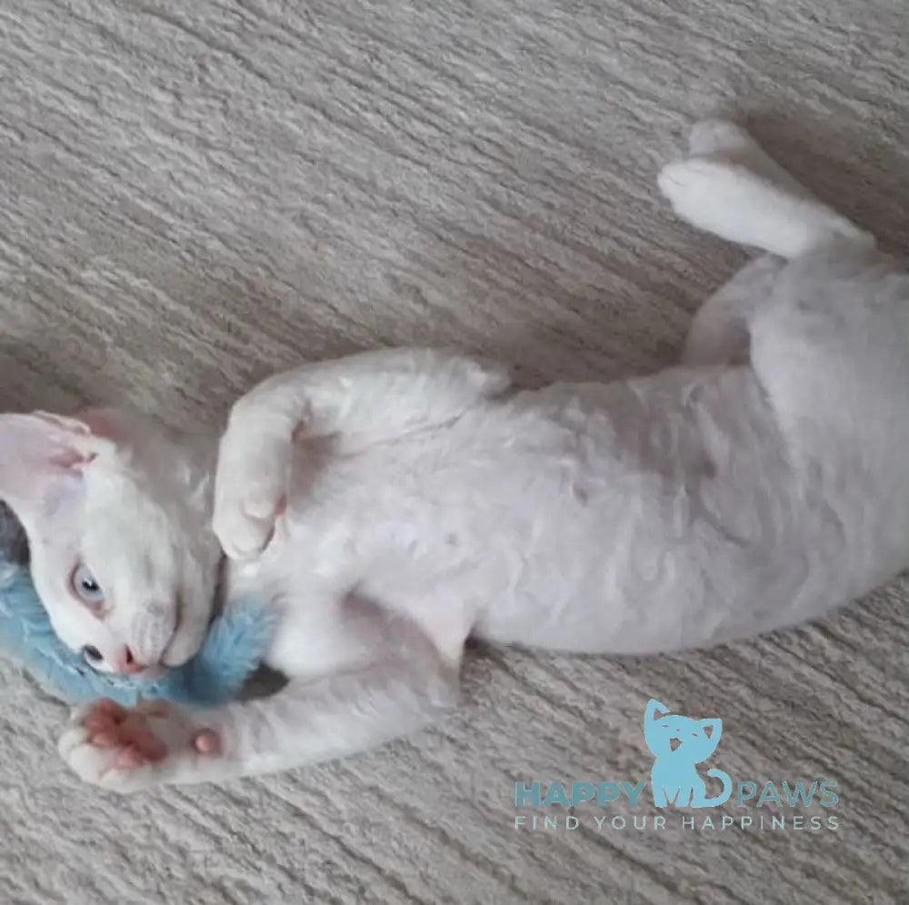 Maria Devon Rex female white live animals