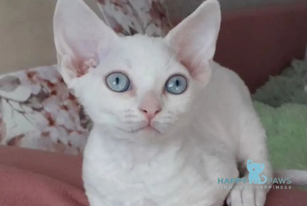 Maria Devon Rex female white live animals