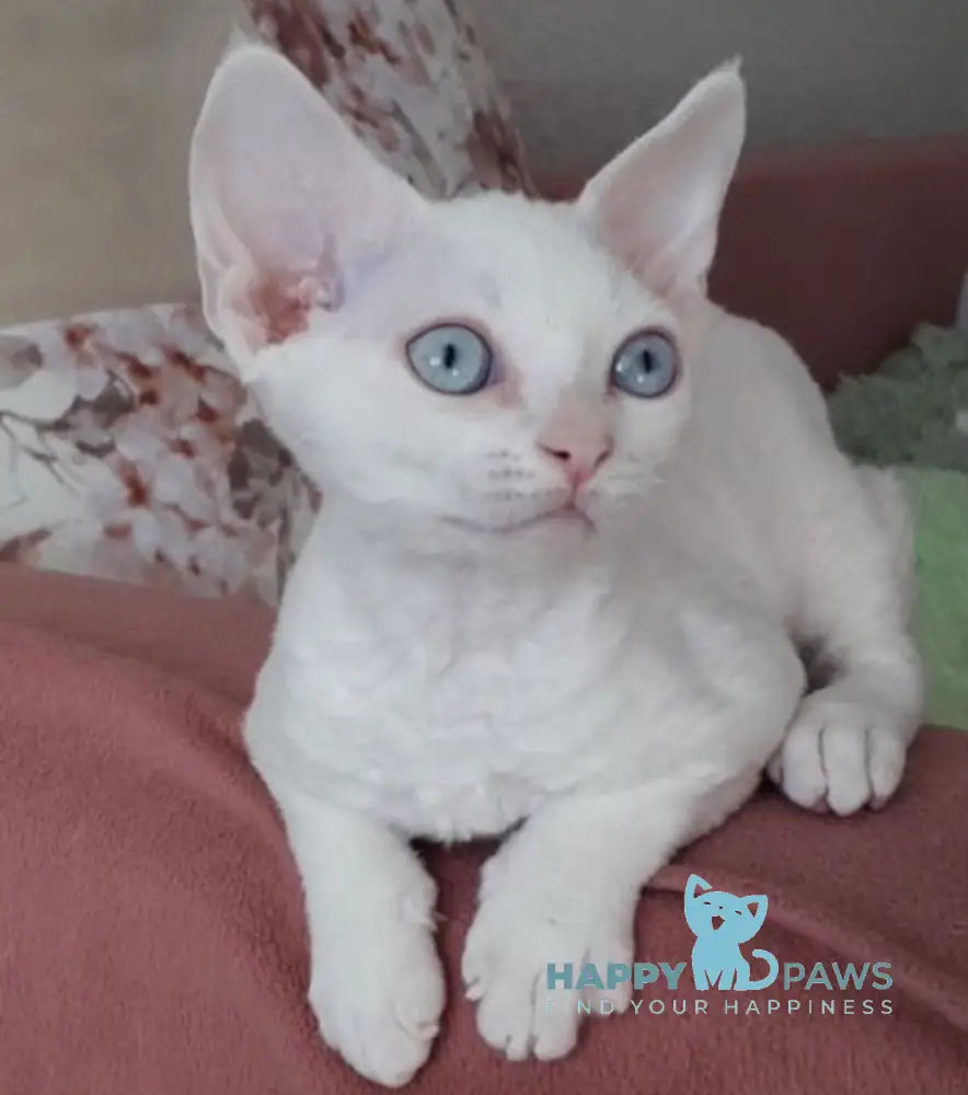 Maria Devon Rex female white live animals
