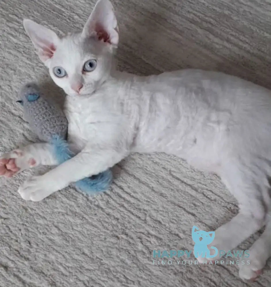 Maria Devon Rex female white live animals
