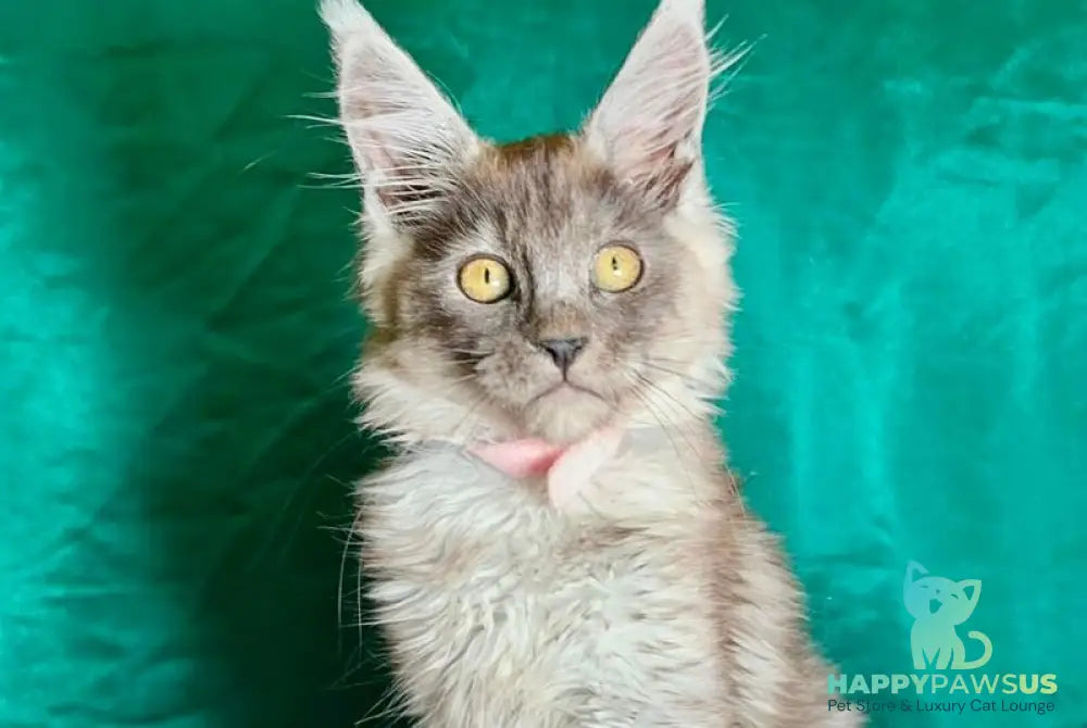 Maria Maine Coon female black silver - live animals