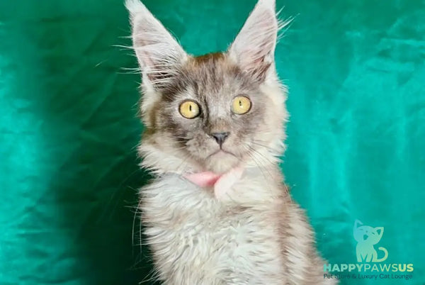 Maria Maine Coon female black silver - live animals