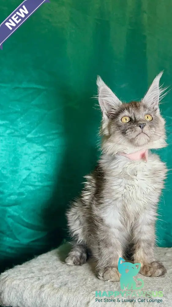 Maria Maine Coon female black silver - live animals