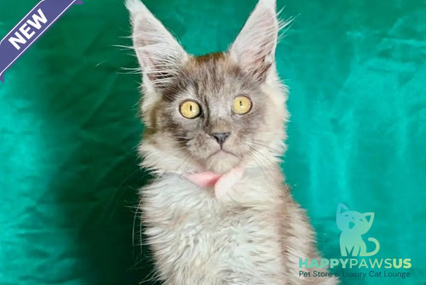 Maria Maine Coon female black silver - live animals