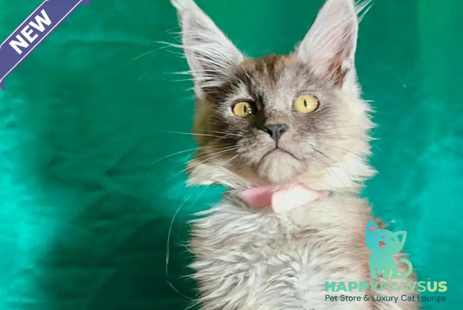 Maria Maine Coon female black silver - live animals