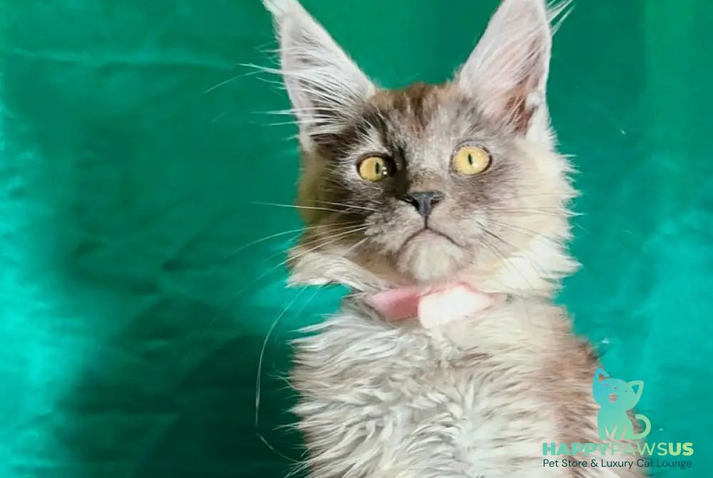 Maria Maine Coon female black silver - live animals
