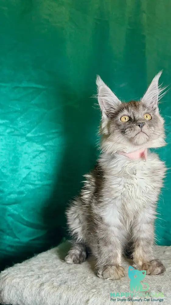 Maria Maine Coon female black silver - live animals