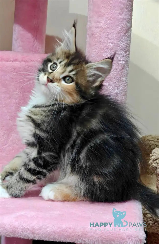 Maria Maine Coon female black tortie tabby with white live animals