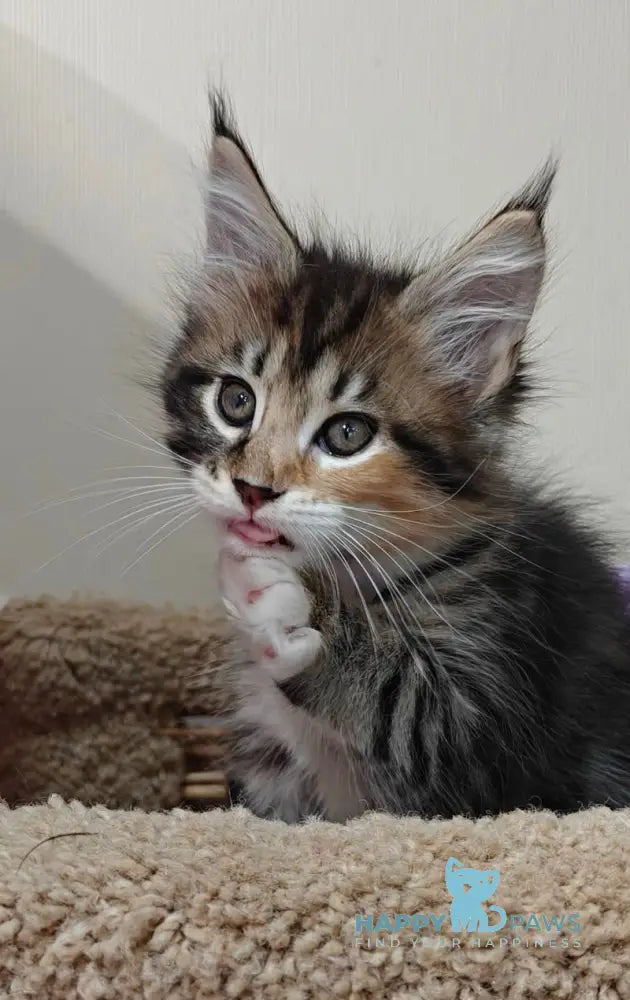 Maria Maine Coon female black tortie tabby with white live animals