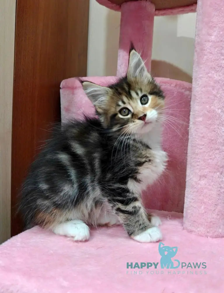 Maria Maine Coon female black tortie tabby with white live animals