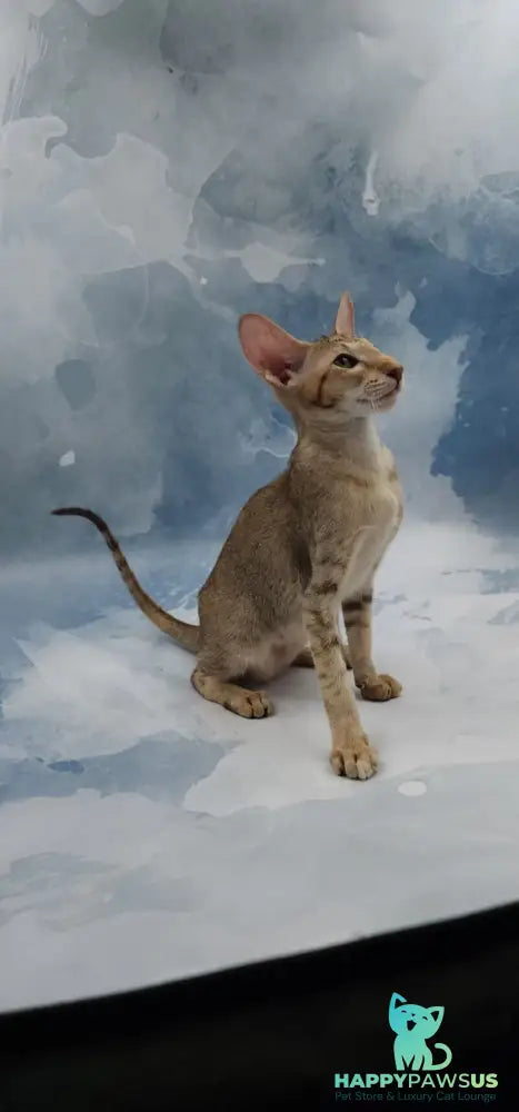 Marian Oriental Shorthair female chocolate tortie spotted tabby - live animals