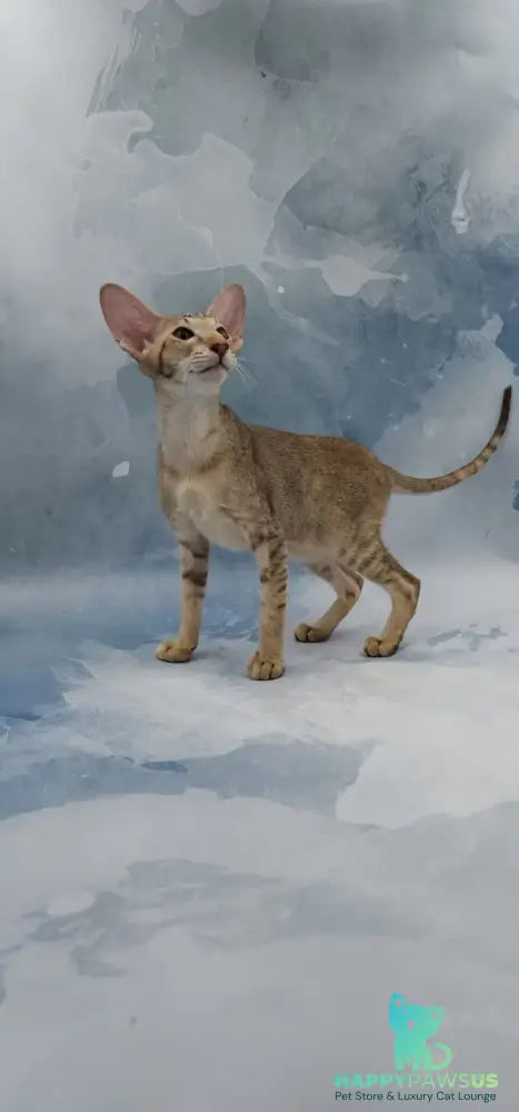 Marian Oriental Shorthair female chocolate tortie spotted tabby - live animals