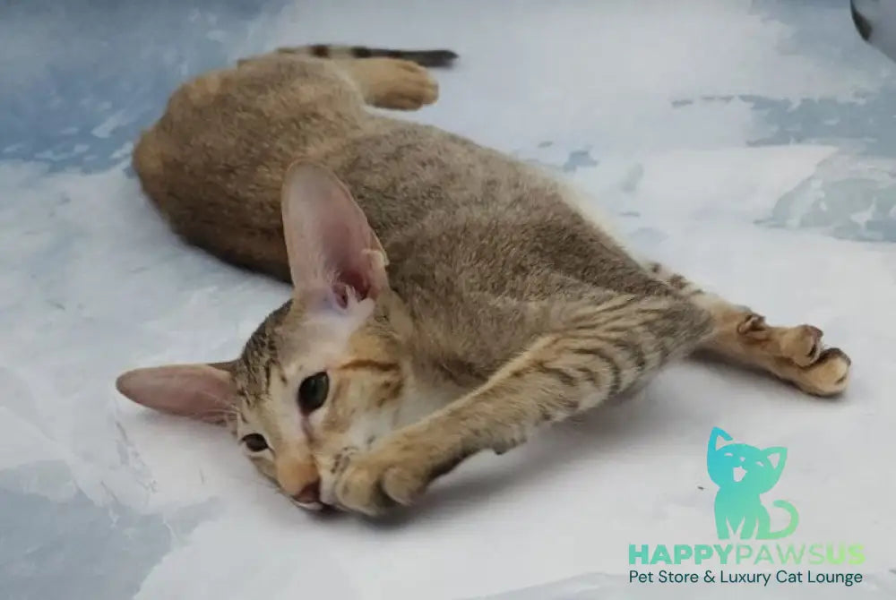 Marian Oriental Shorthair female chocolate tortie spotted tabby - live animals