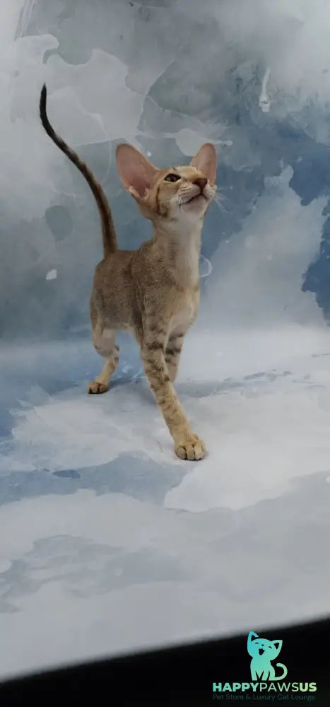 Marian Oriental Shorthair female chocolate tortie spotted tabby - live animals