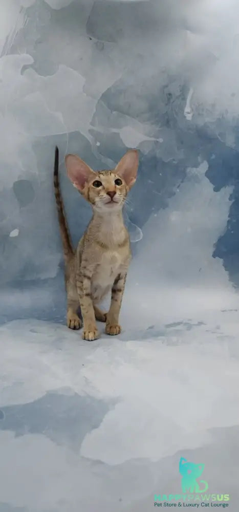 Marian Oriental Shorthair female chocolate tortie spotted tabby - live animals