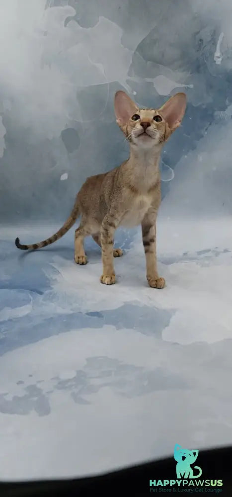 Marian Oriental Shorthair female chocolate tortie spotted tabby - live animals