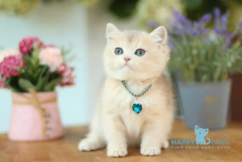Mariana British Shorthair female blue golden shaded live animals