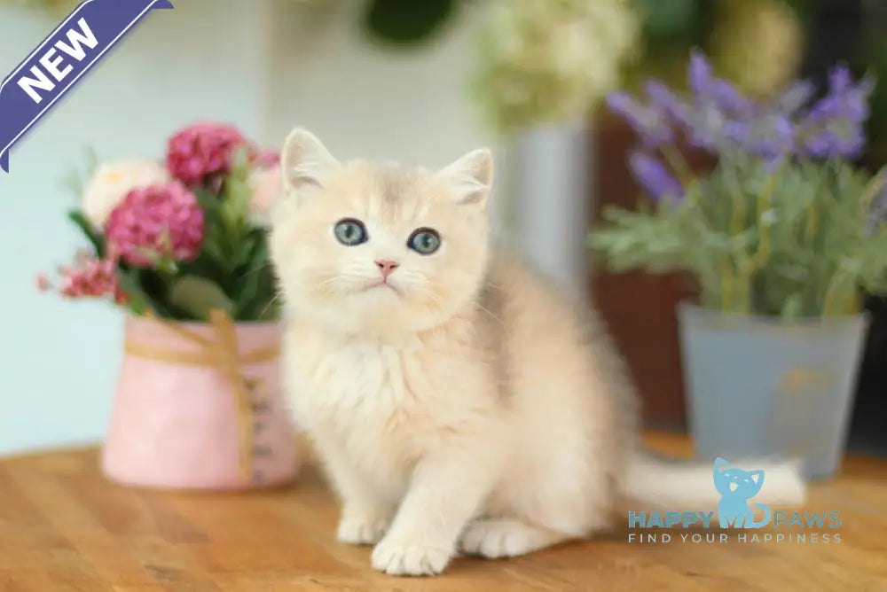 Mariana British Shorthair female blue golden shaded live animals