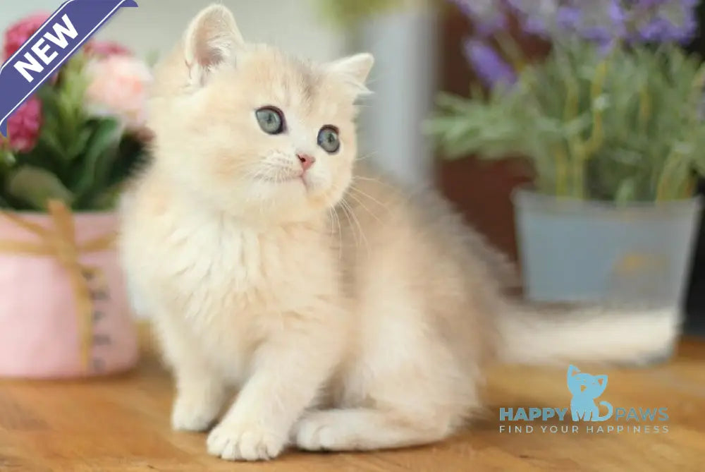 Mariana British Shorthair female blue golden shaded live animals