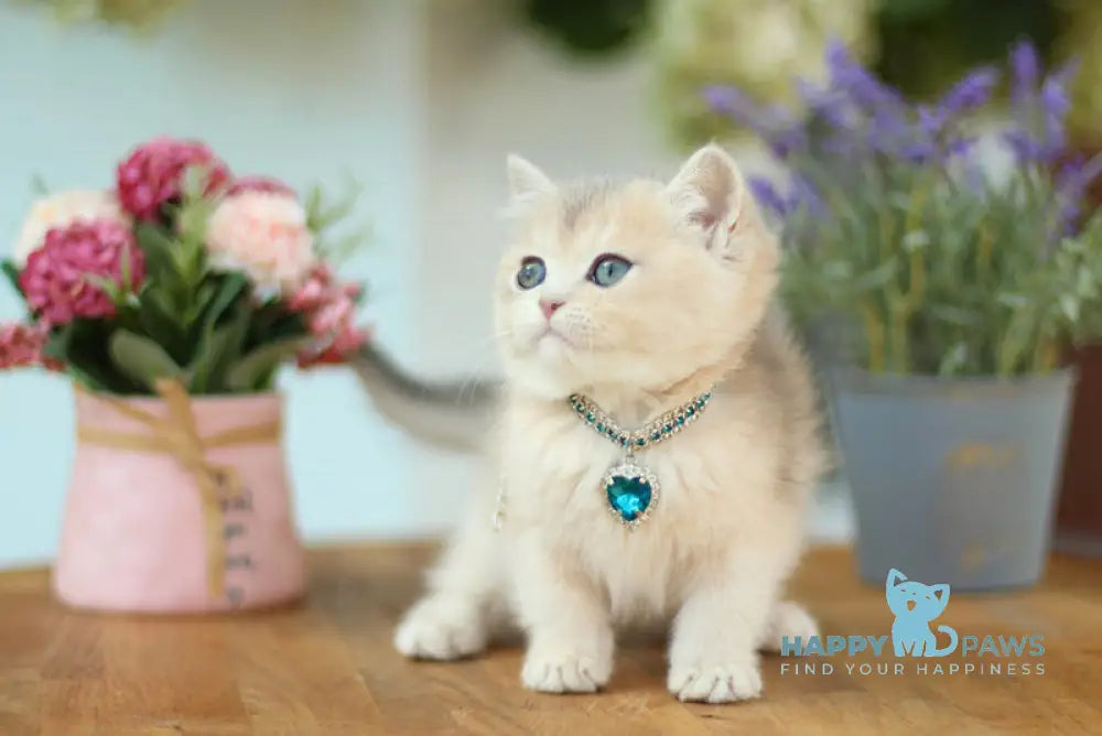 Mariana British Shorthair female blue golden shaded live animals