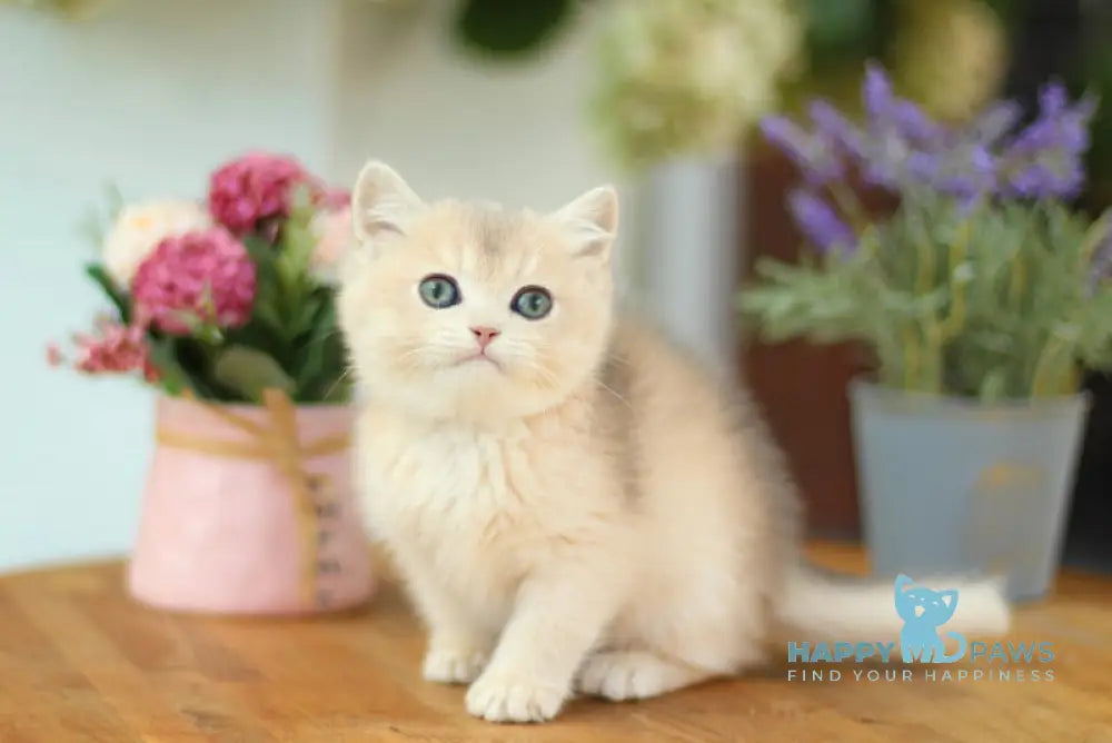 Mariana British Shorthair female blue golden shaded live animals