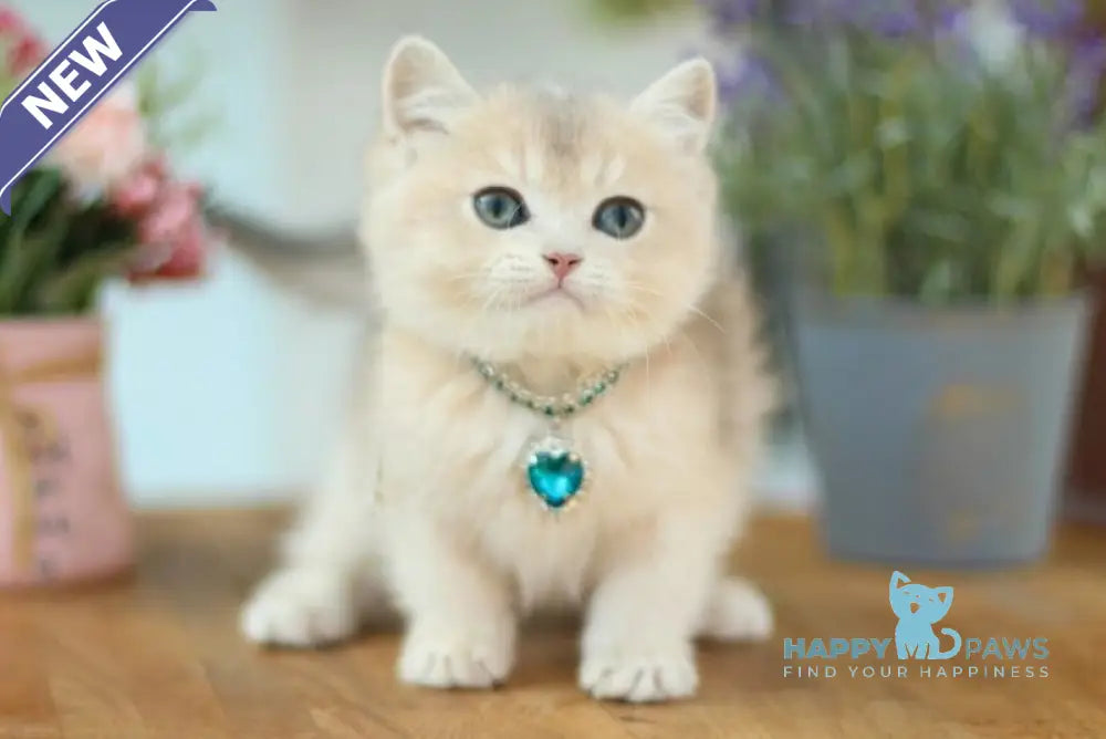 Mariana British Shorthair female blue golden shaded live animals
