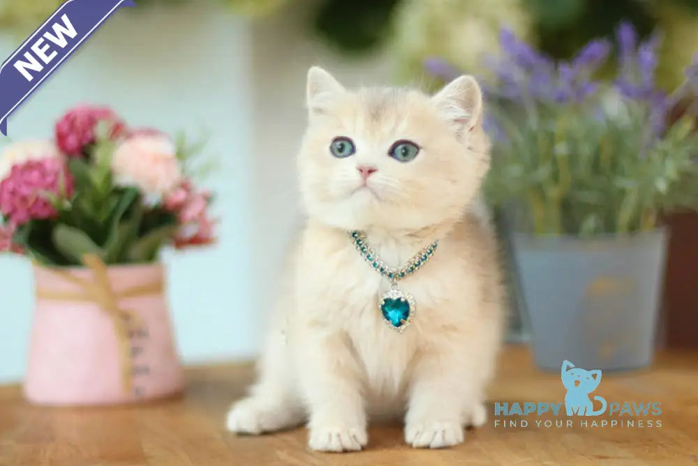 Mariana British Shorthair female blue golden shaded live animals