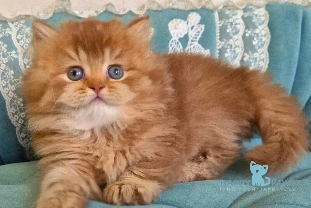 Maribel British Longhair female chocolate golden shaded - live animals