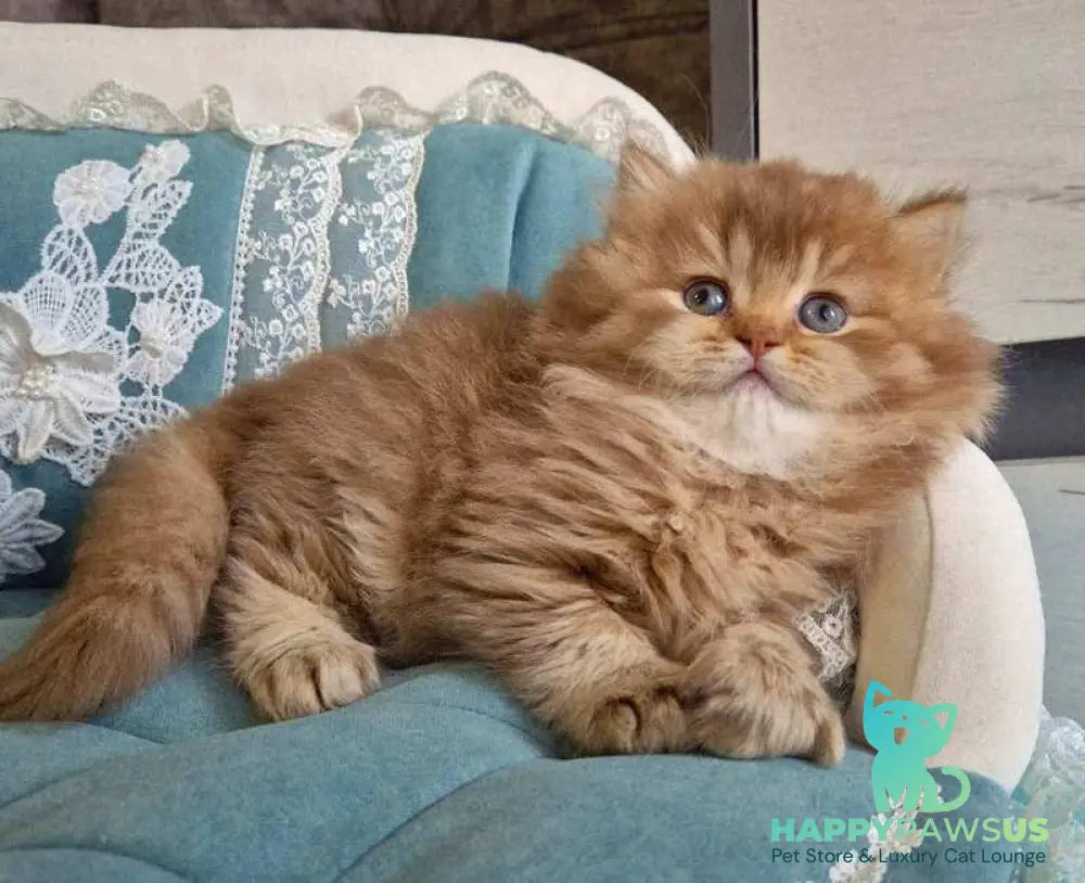 Maribel British Longhair female chocolate golden shaded - live animals
