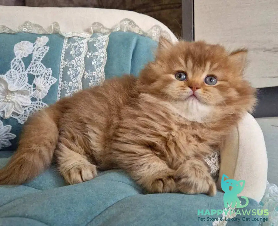 Maribel British Longhair female chocolate golden shaded - live animals